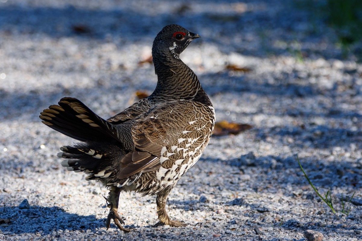 Spruce Grouse - ML647600741