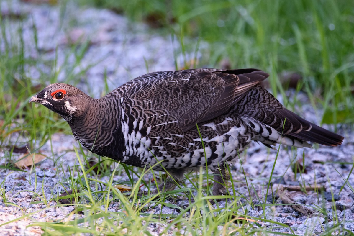 Spruce Grouse - ML647600742