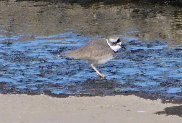 Пісочник усурійський - ML647600760