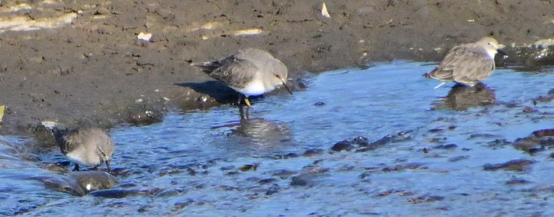 Побережник білохвостий - ML647600762