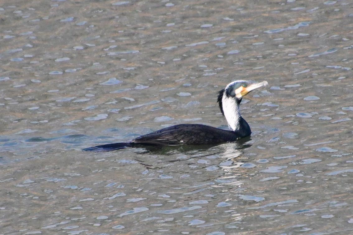 Баклан великий - ML647600765