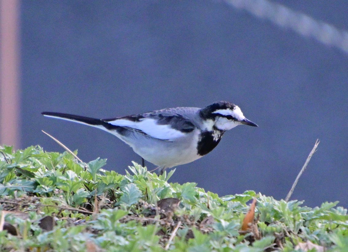 Плиска біла - ML647600769