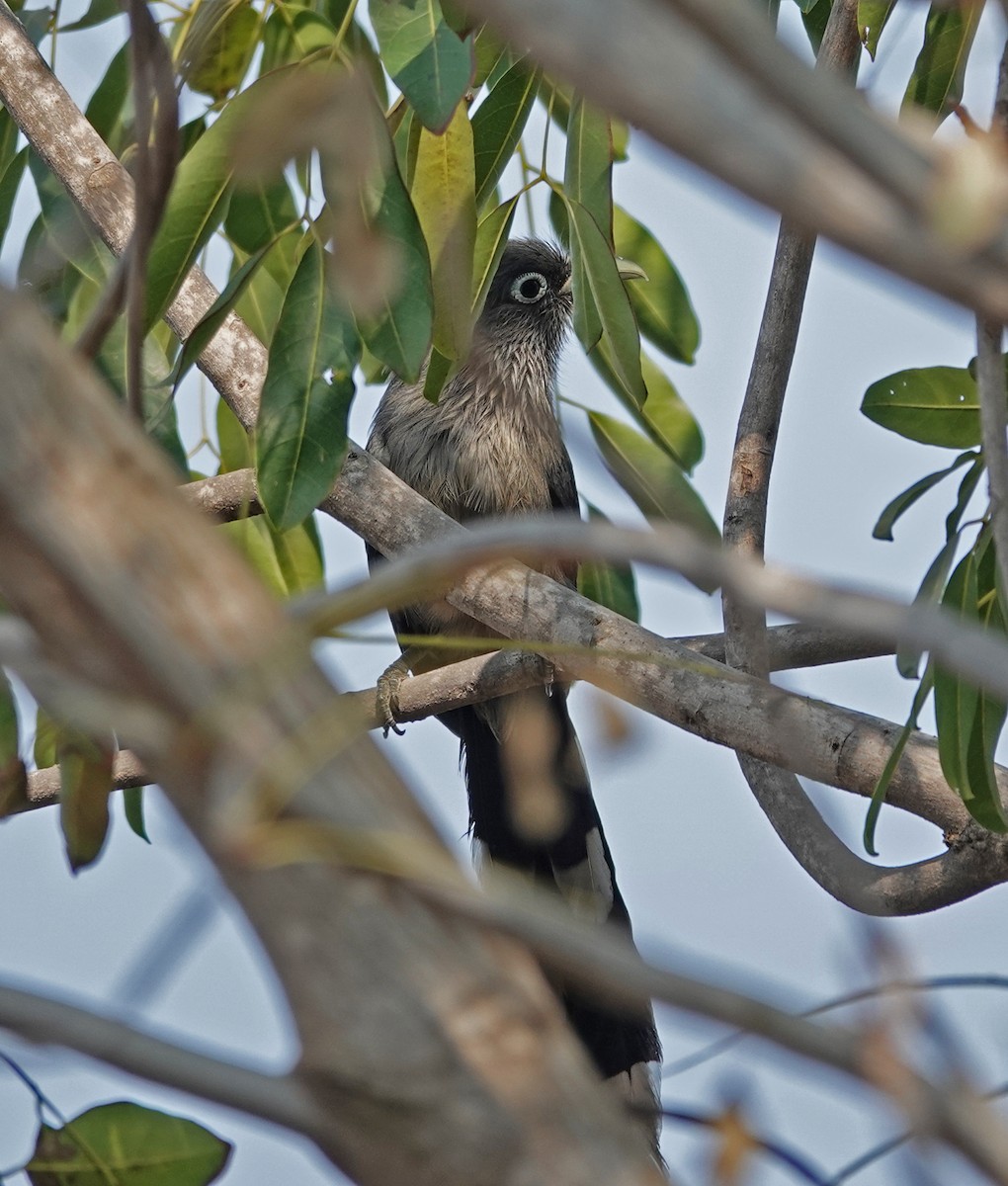 Blue-faced Malkoha - ML647600781