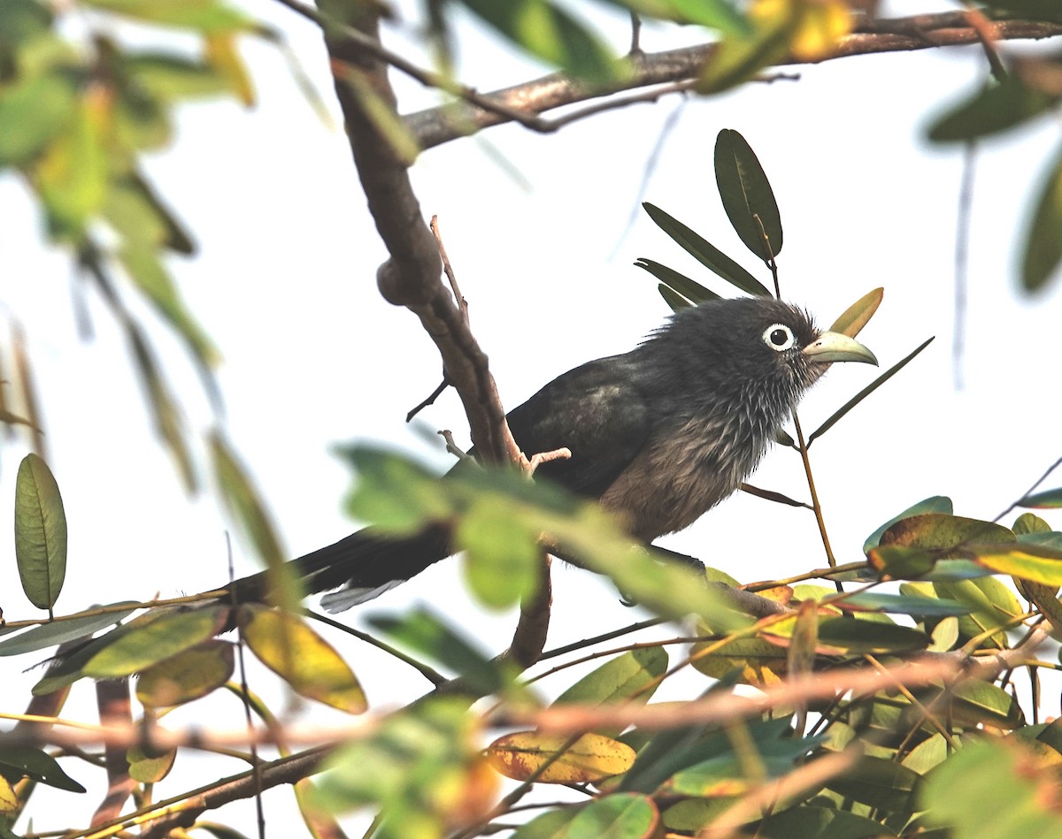 Blue-faced Malkoha - ML647600782