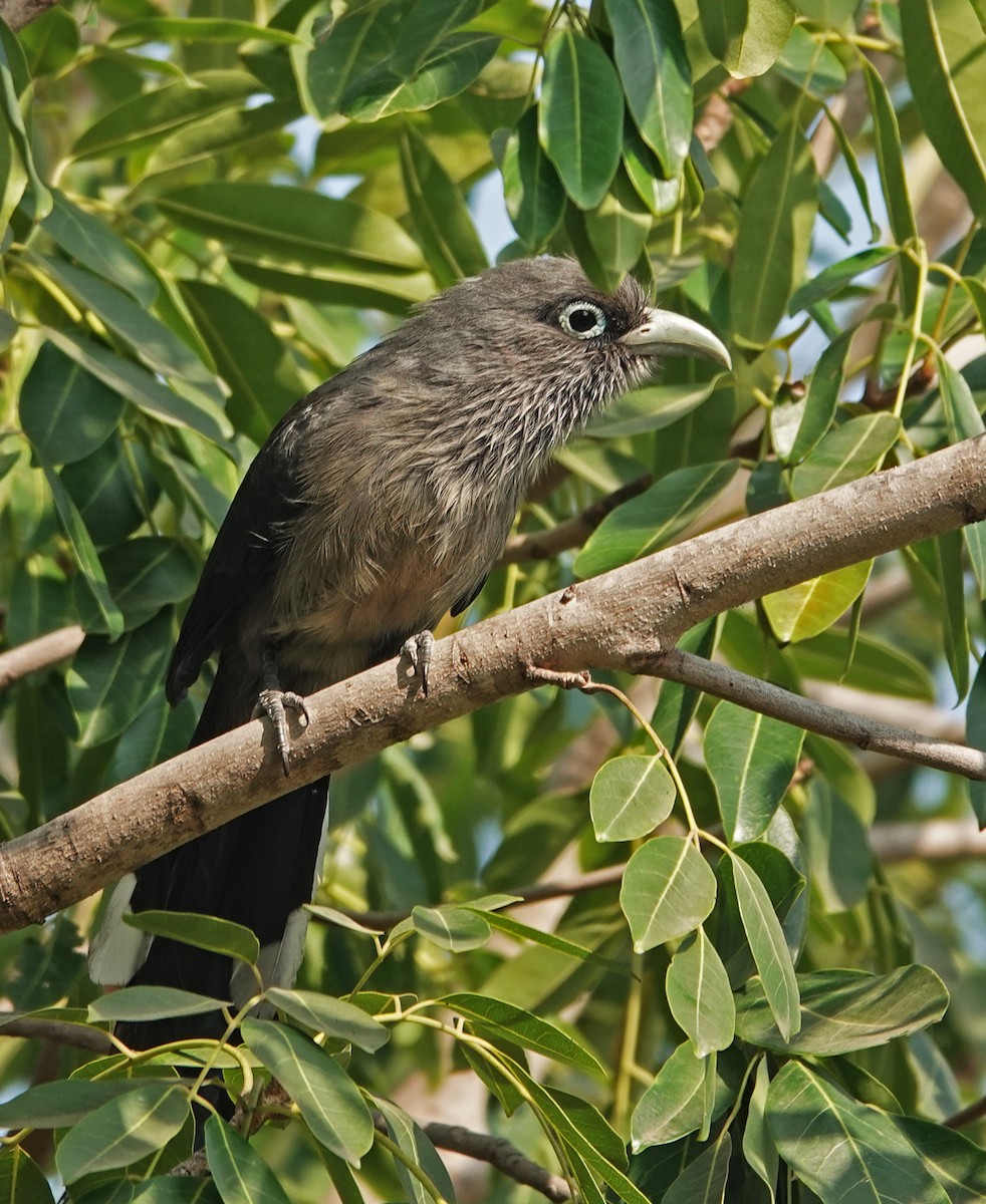 Blue-faced Malkoha - ML647600783