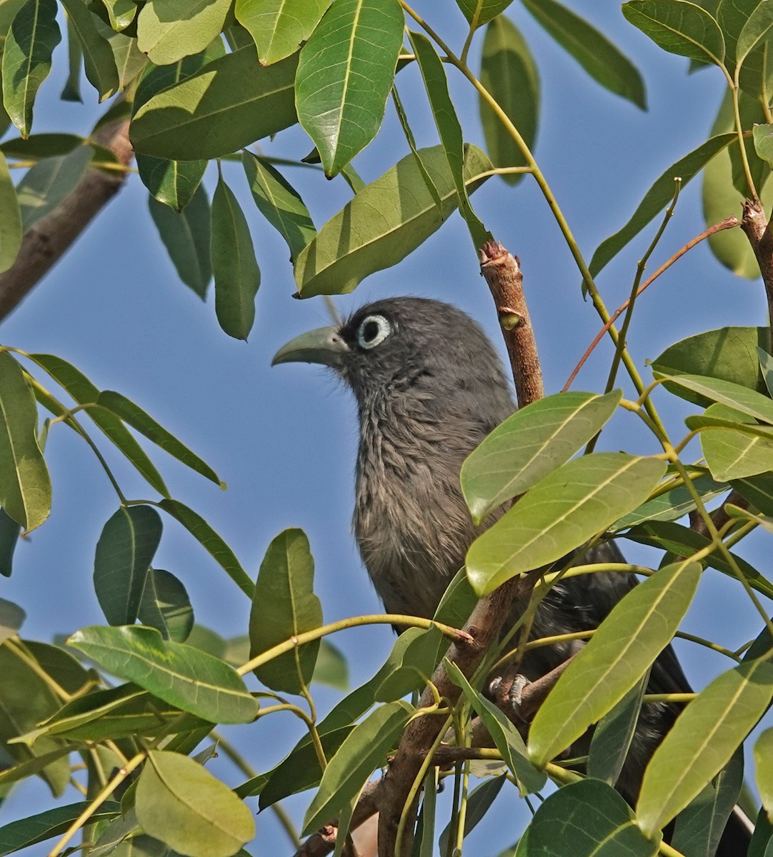 Blue-faced Malkoha - ML647600784