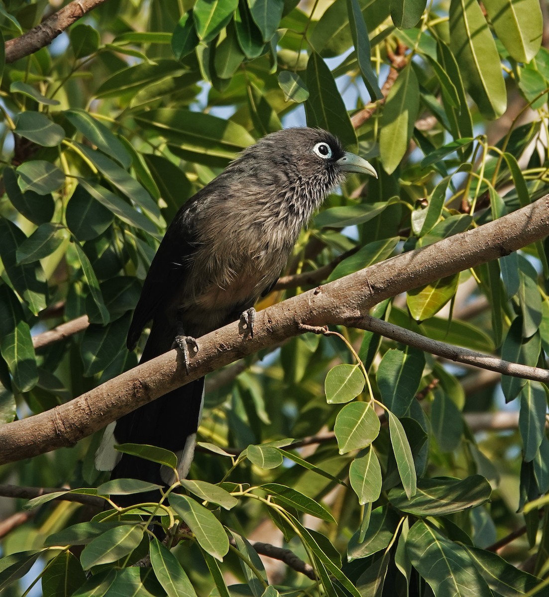 Blue-faced Malkoha - ML647600785