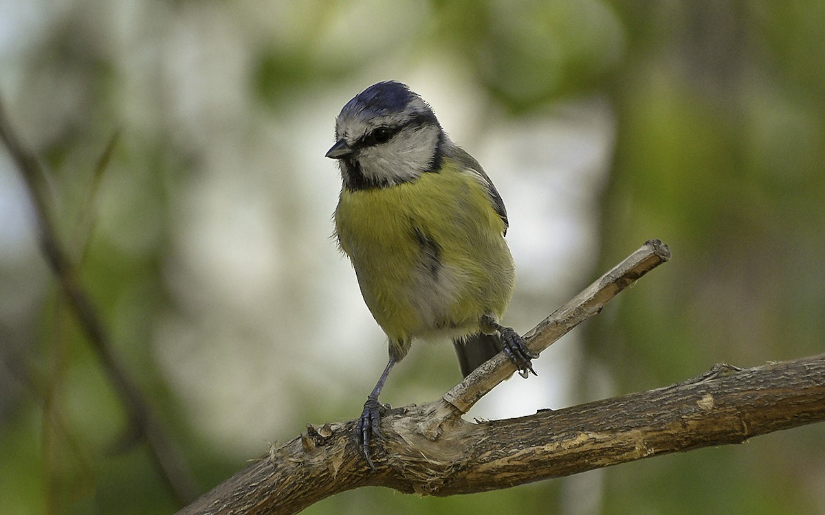 Eurasian Blue Tit - ML647600823