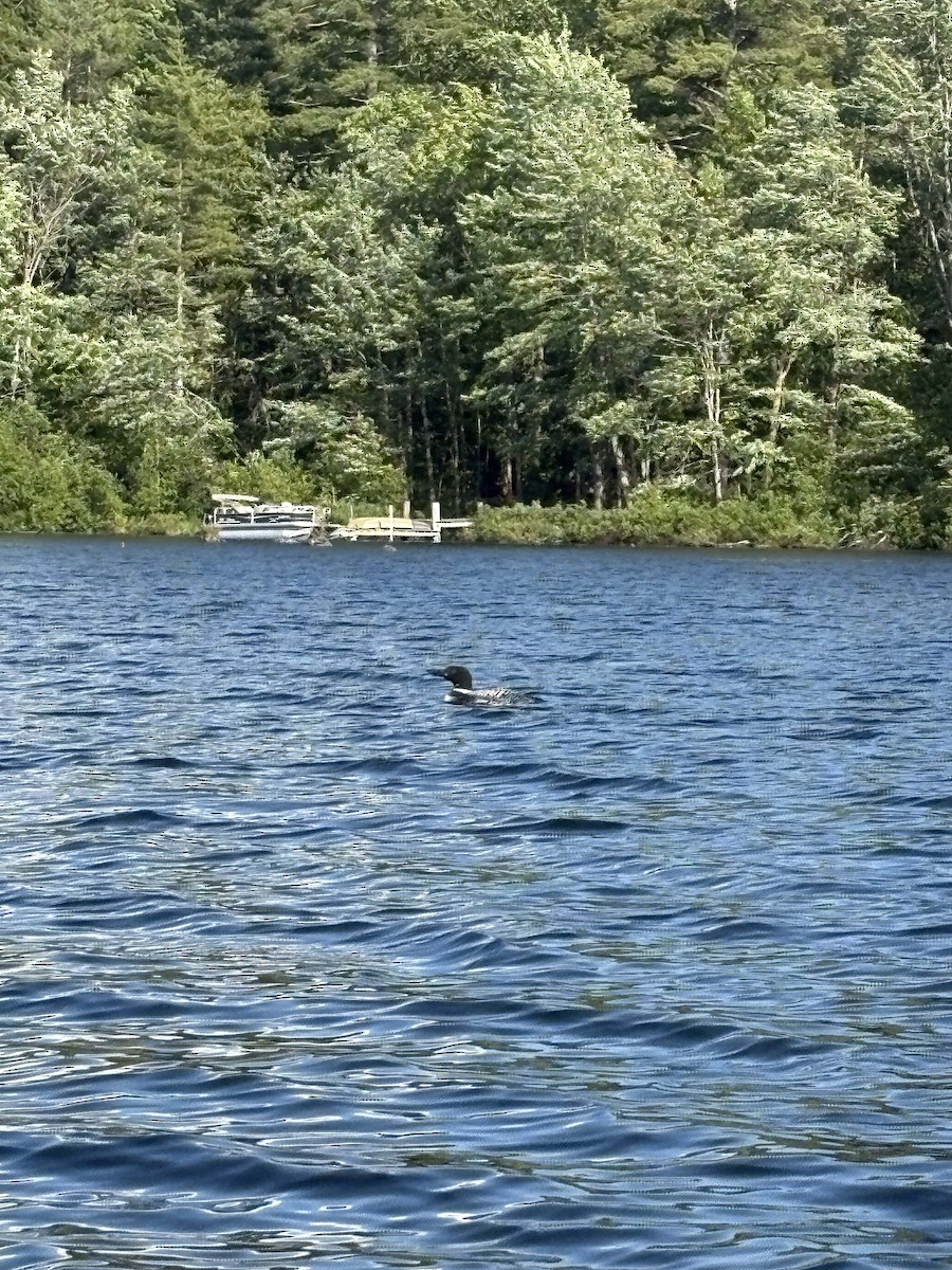 Common Loon - ML647600860
