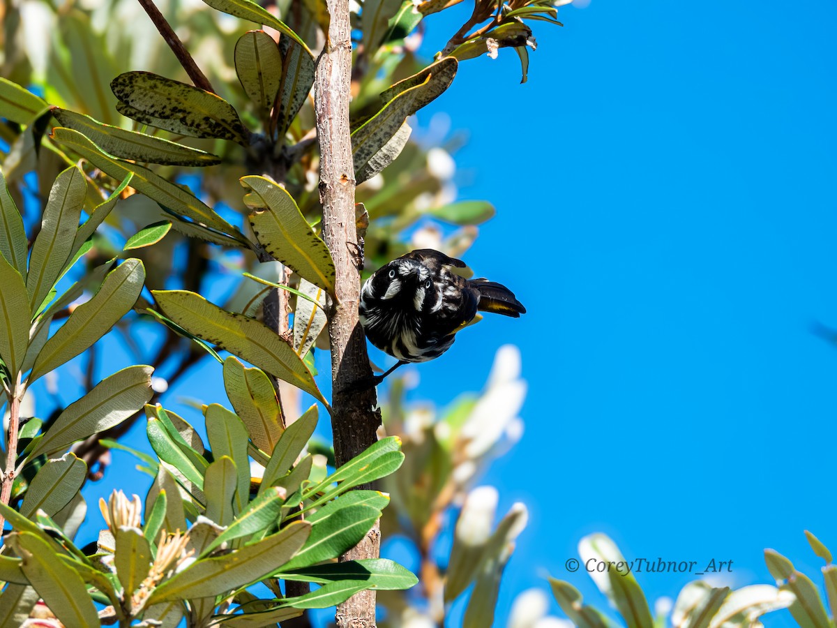 Белоглазый медолюб - ML647600870