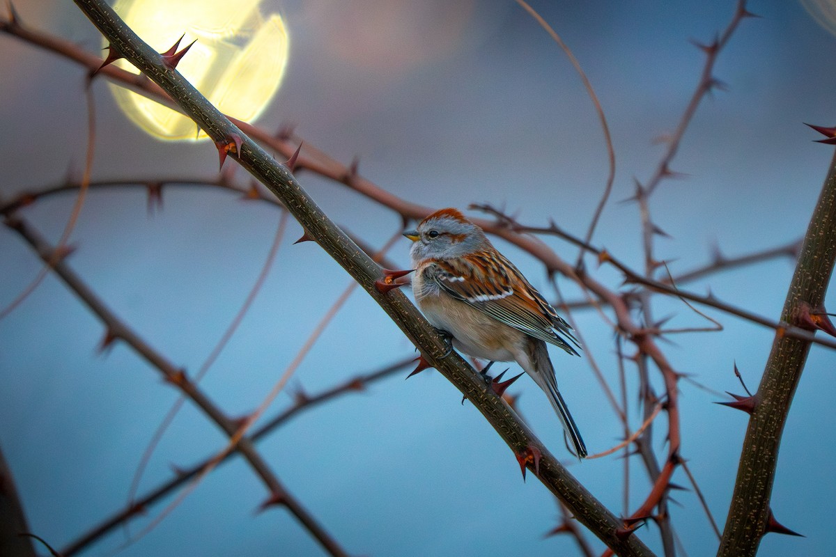 American Tree Sparrow - ML647600873
