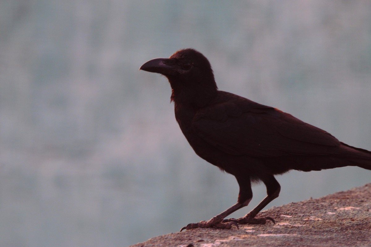 Большеклювая ворона (culminatus) - ML647600880