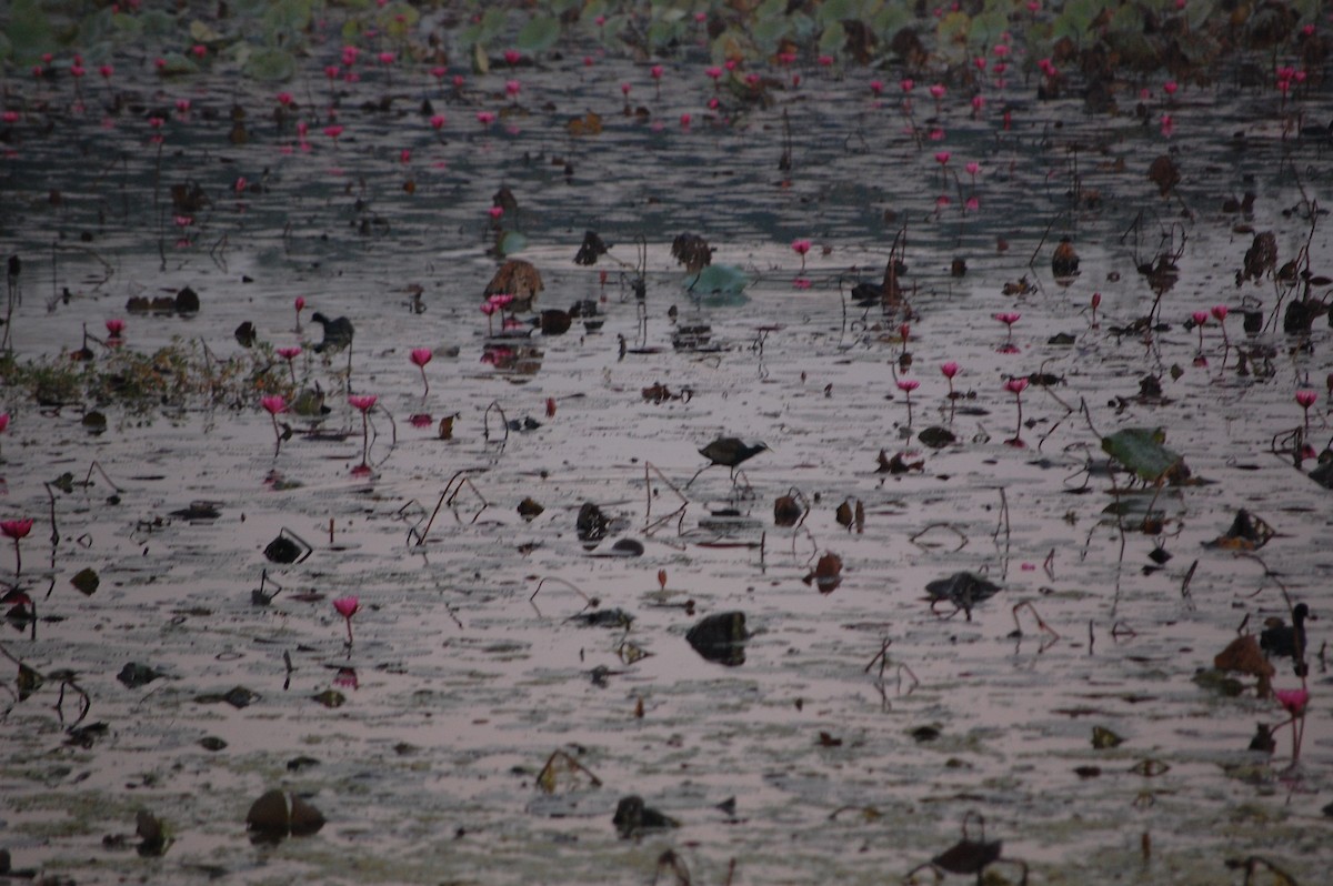 Бронзовокрылая якана - ML647600883