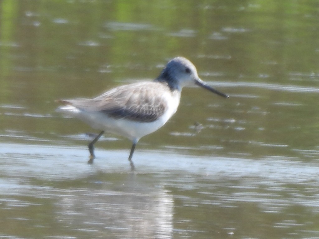 Большой улит - ML647600884