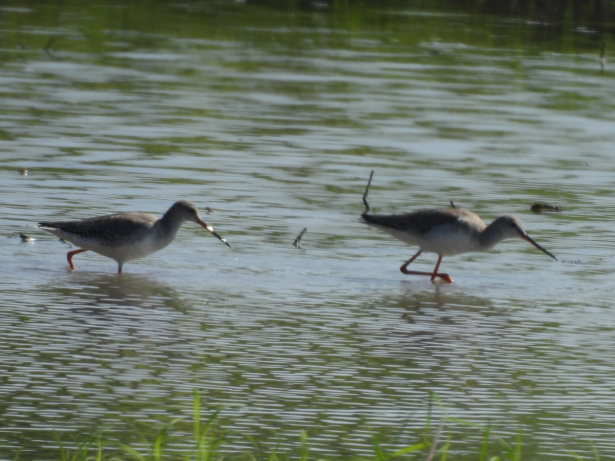 Щёголь - ML647600885