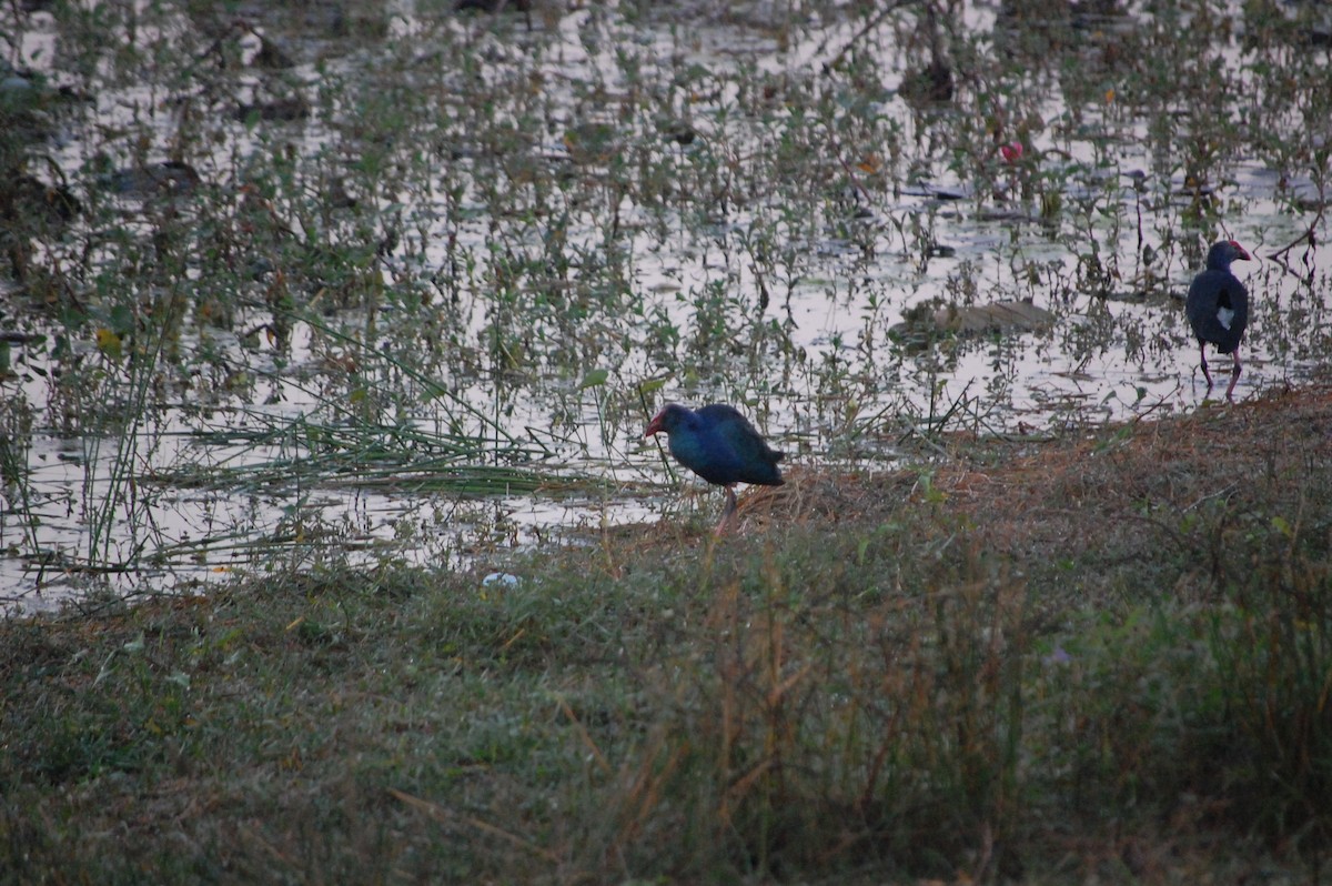 Сероголовая султанка - ML647600886