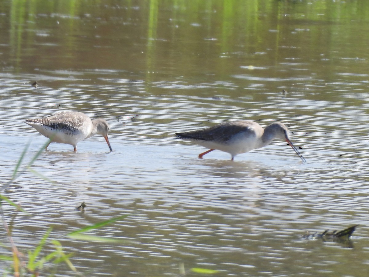 Щёголь - ML647600887