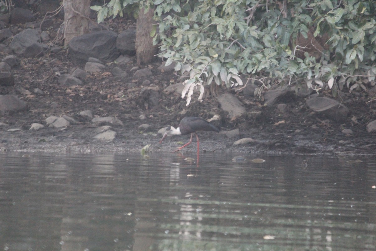 Asian Woolly-necked Stork - ML647600888