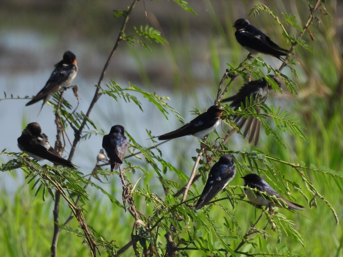 Деревенская ласточка - ML647600890