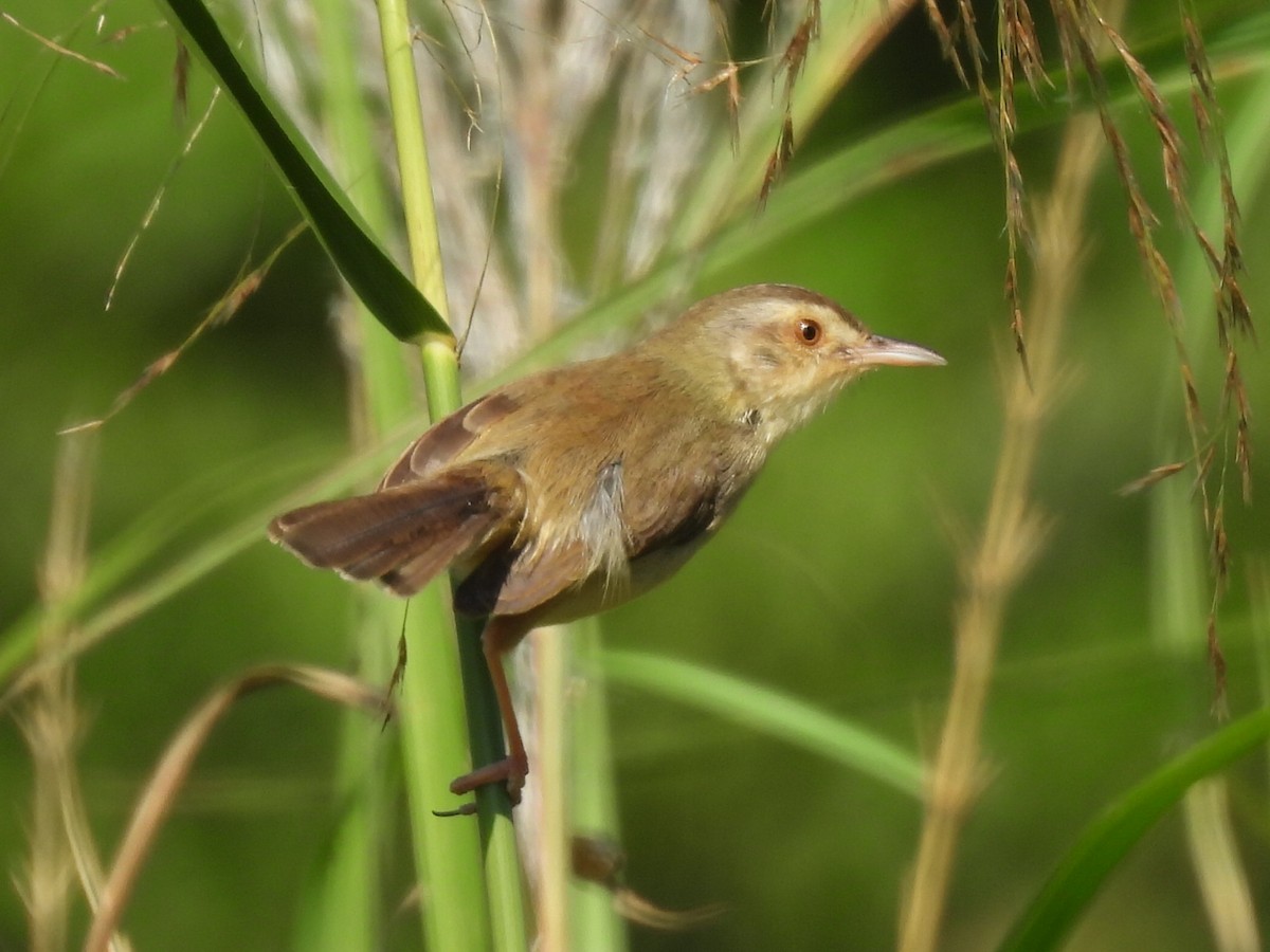 Буроголовая приния - ML647600891