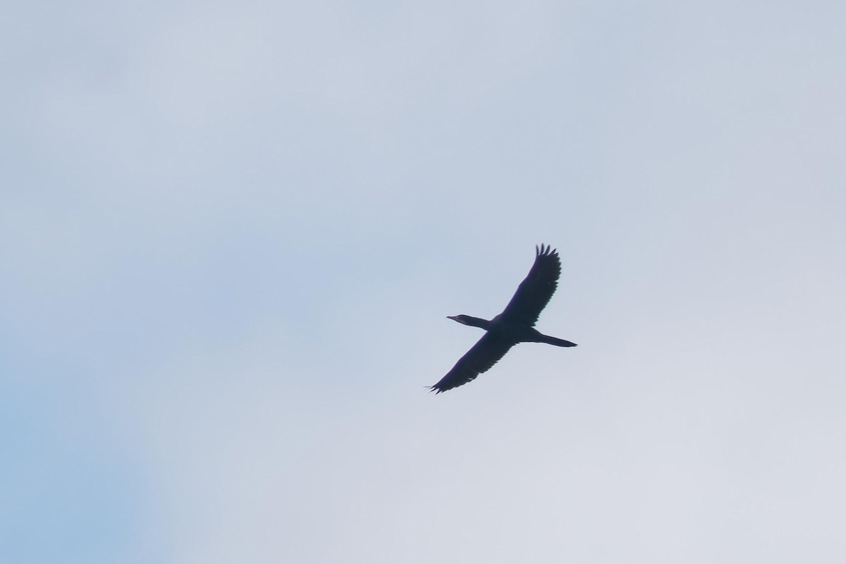 Яванский баклан - ML647600892