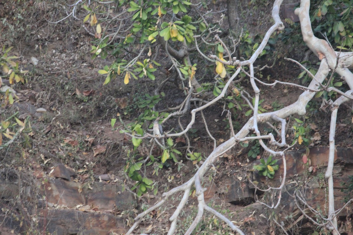 Тювик - ML647600893