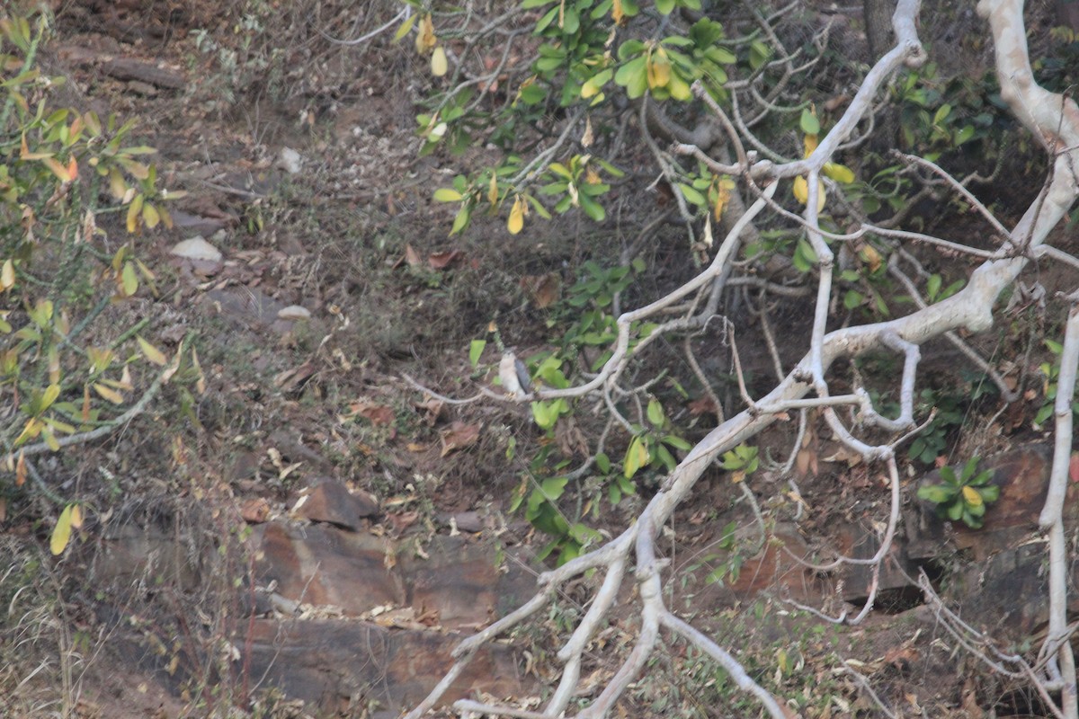 Тювик - ML647600894