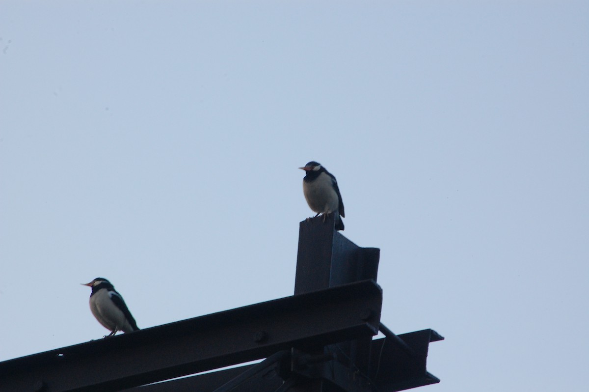 Indian Pied Starling - ML647600895