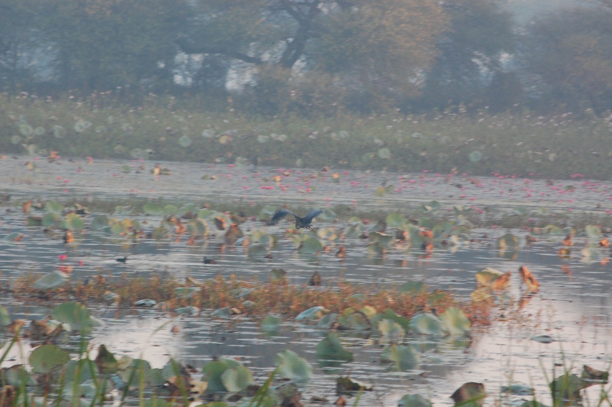 Серая цапля - ML647600897