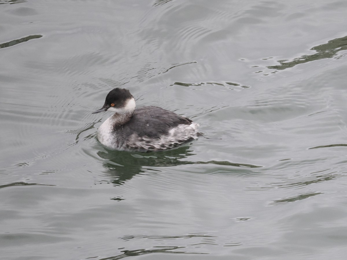 Черношейная поганка - ML647600898