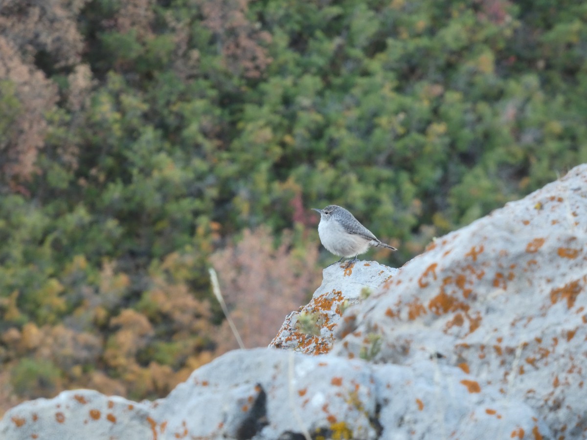 Скальный крапивник - ML647600900