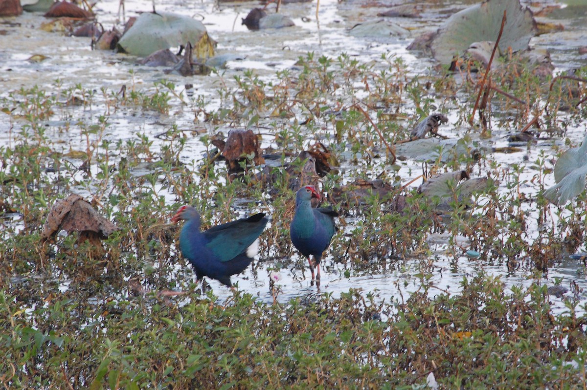 Сероголовая султанка - ML647600901