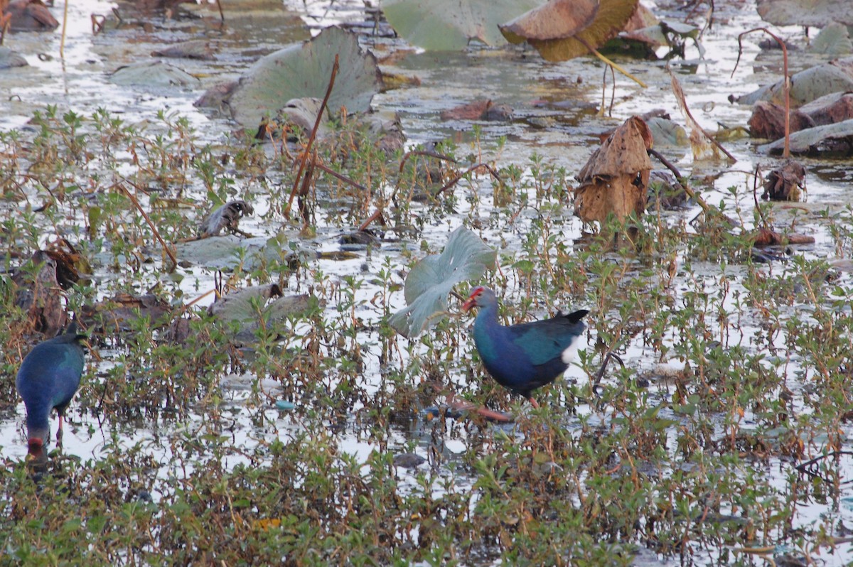 Сероголовая султанка - ML647600902