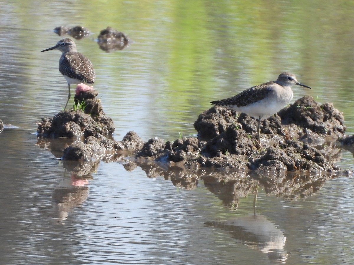 Фифи - ML647600904