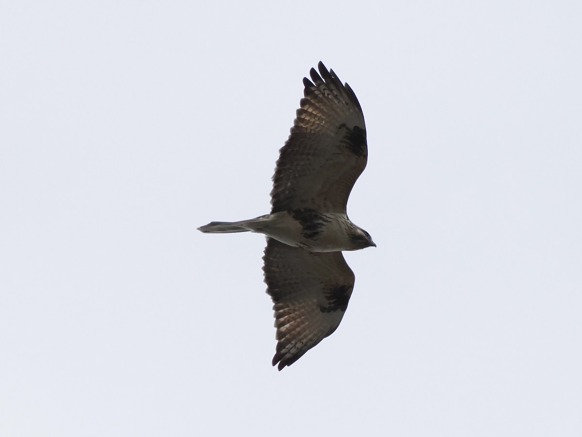 Восточный канюк - ML647600905