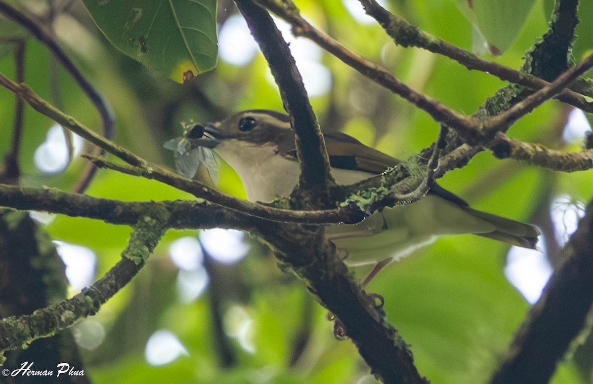 Яванская птерутия - ML647600907