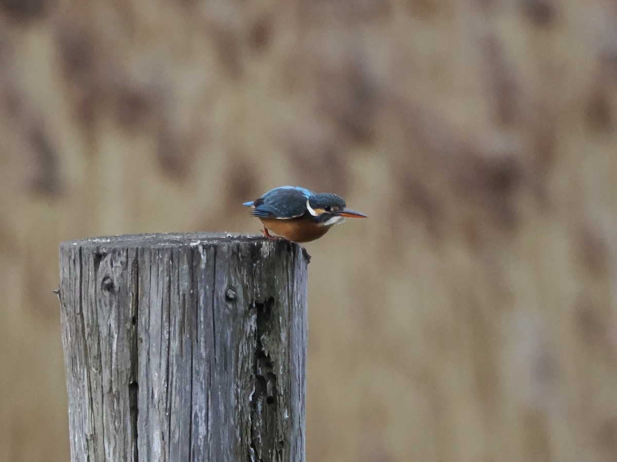 Зимородок - ML647600909