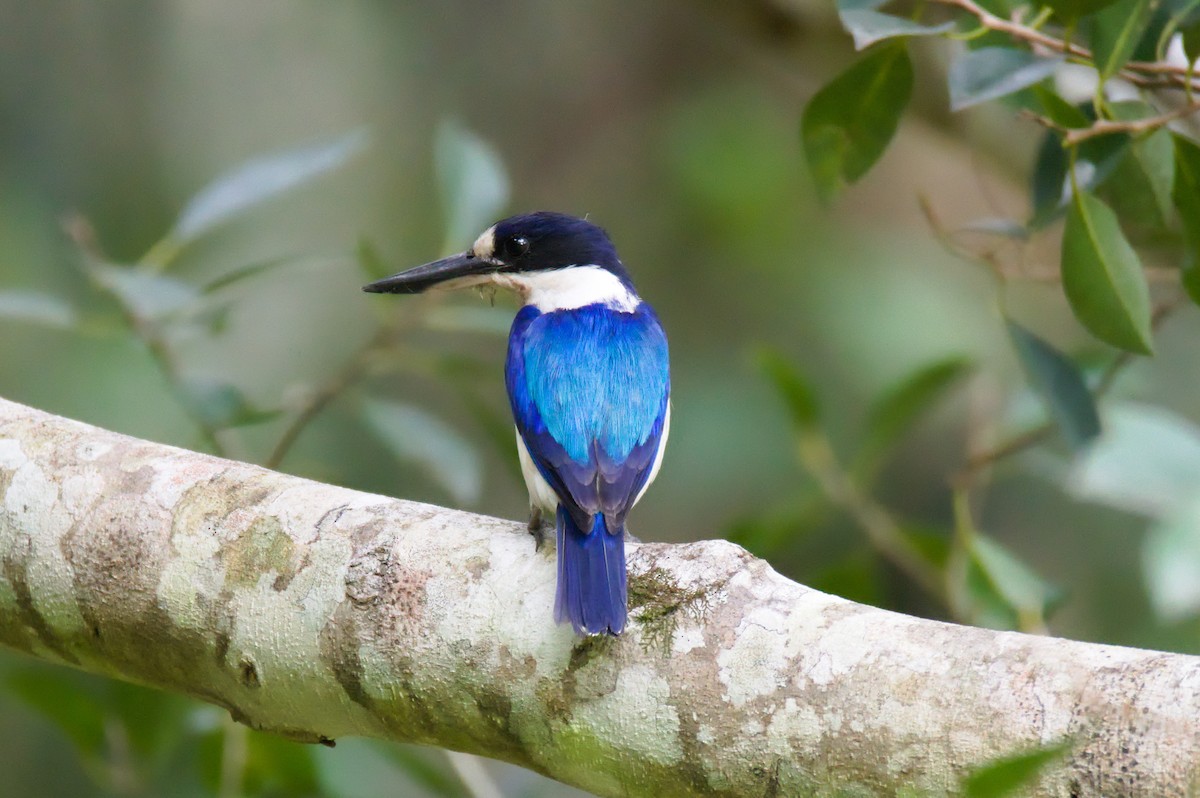 Forest Kingfisher - ML647600911