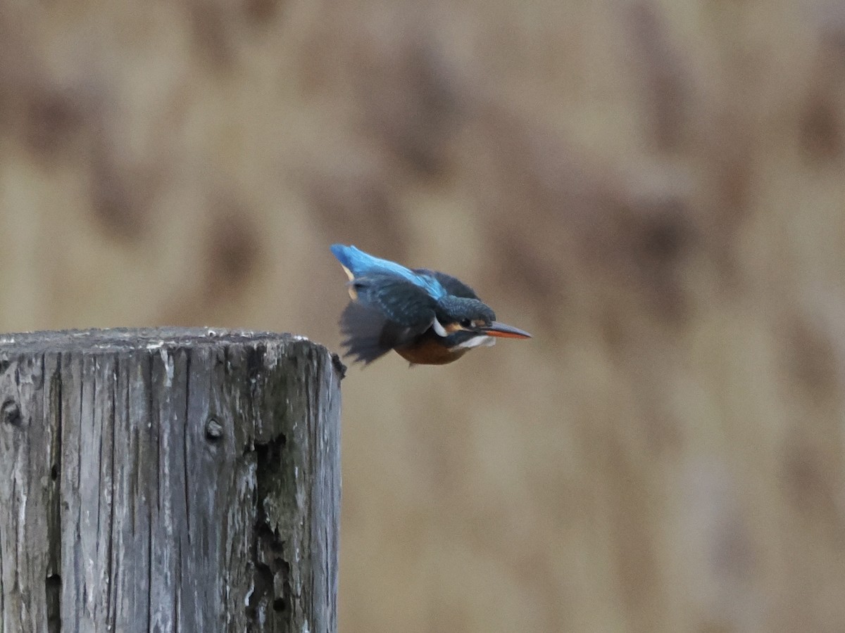 Рибалочка блакитний - ML647600913