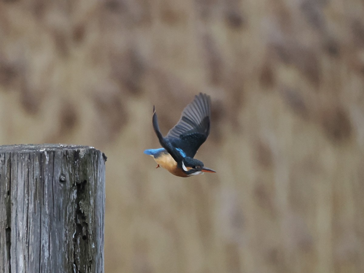 Рибалочка блакитний - ML647600916