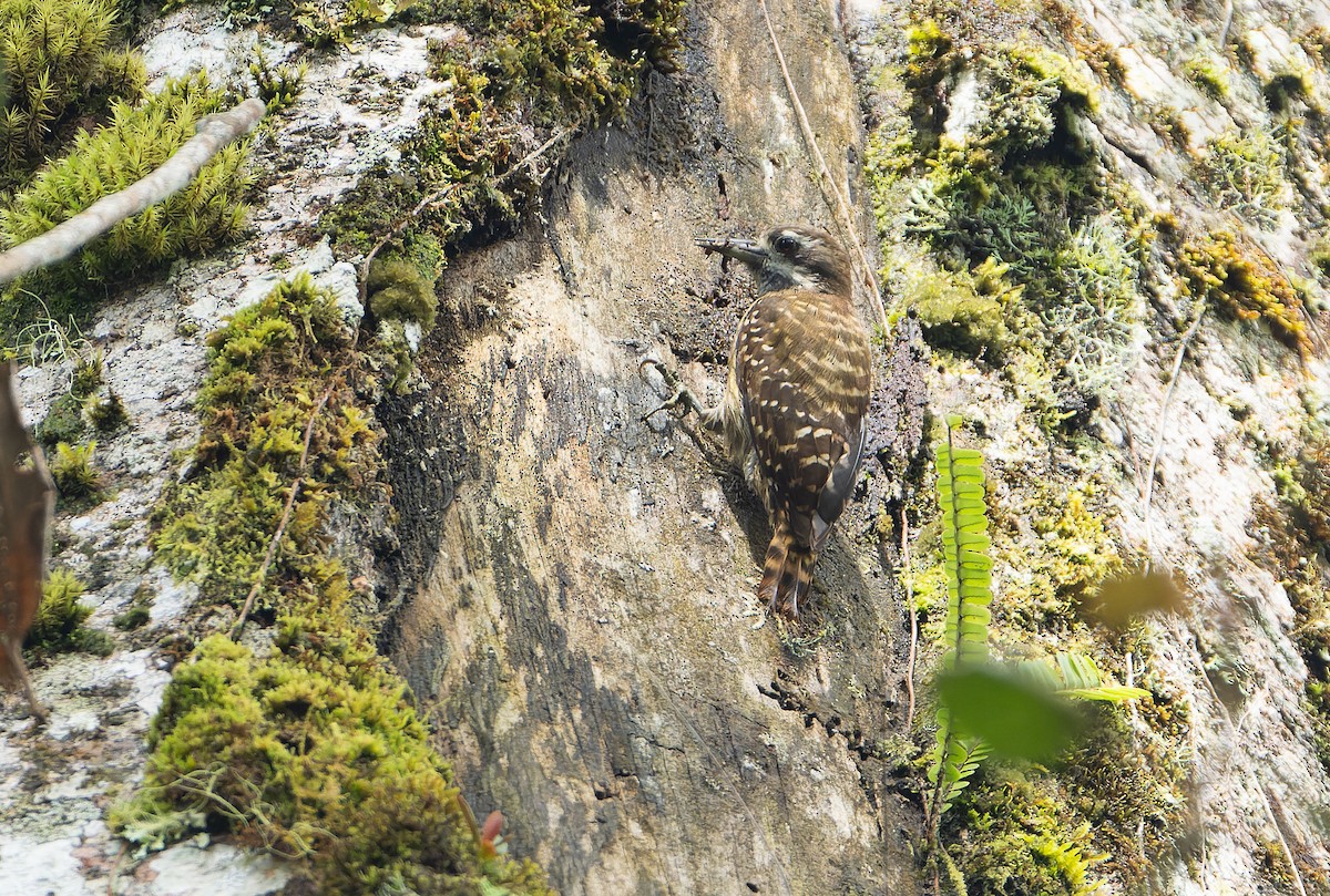 strakapoud celebeský - ML647600917