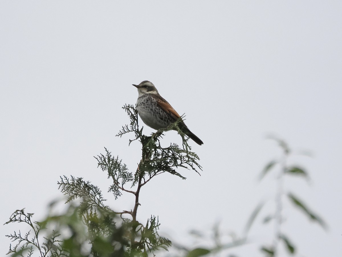 Дрізд темний - ML647600921