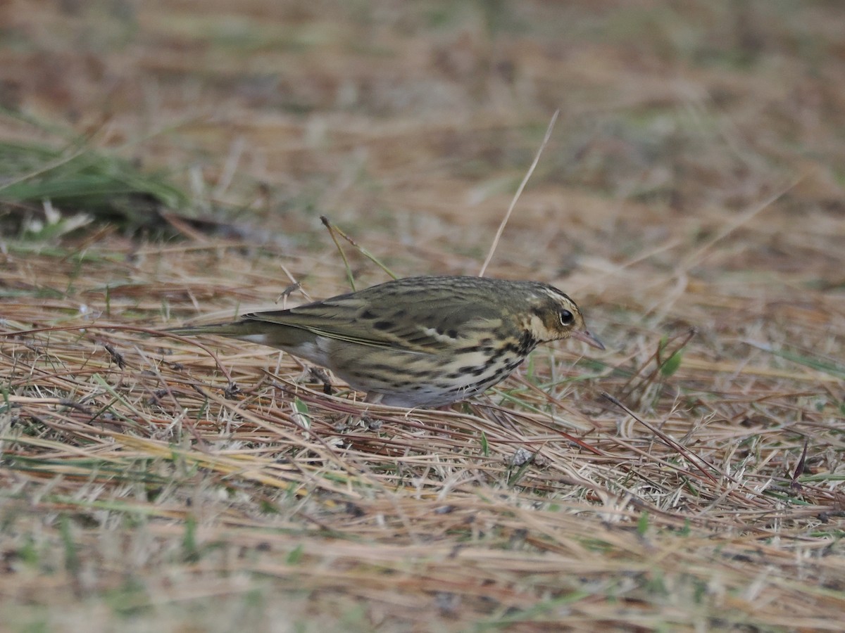 Щеврик оливковий - ML647600924