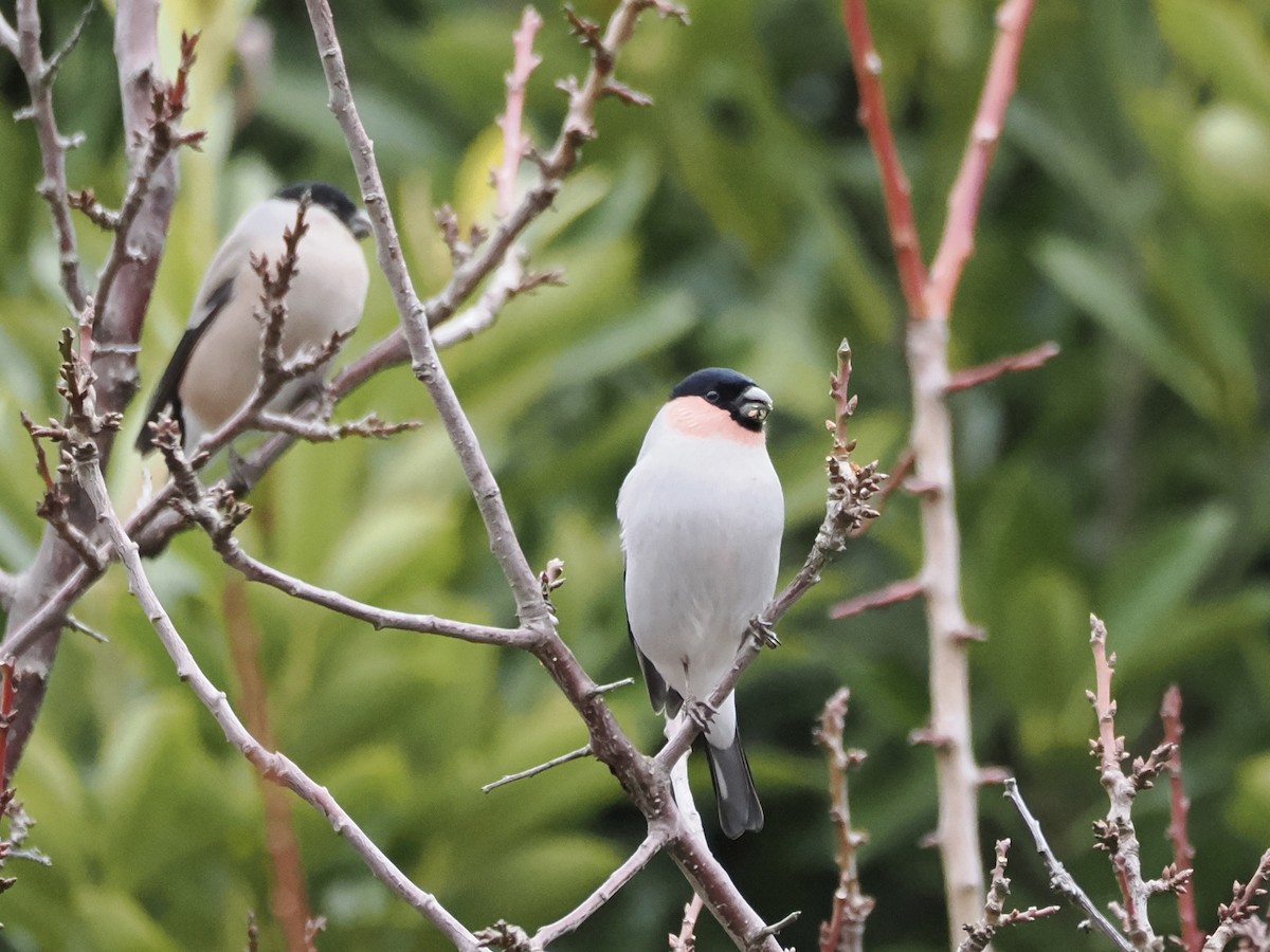 Снігур звичайний - ML647600927