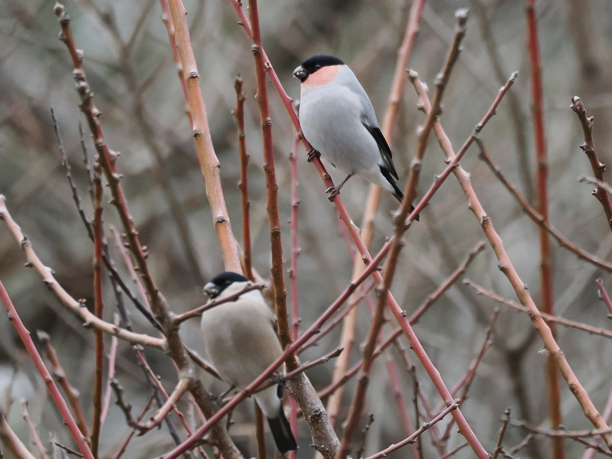Снігур звичайний - ML647600928