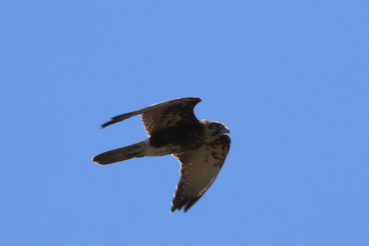 Brown Falcon - ML647600930