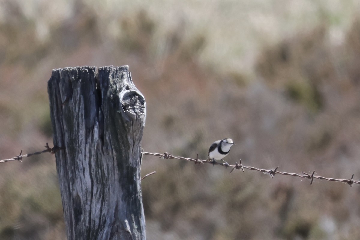 White-fronted Chat - ML647600937