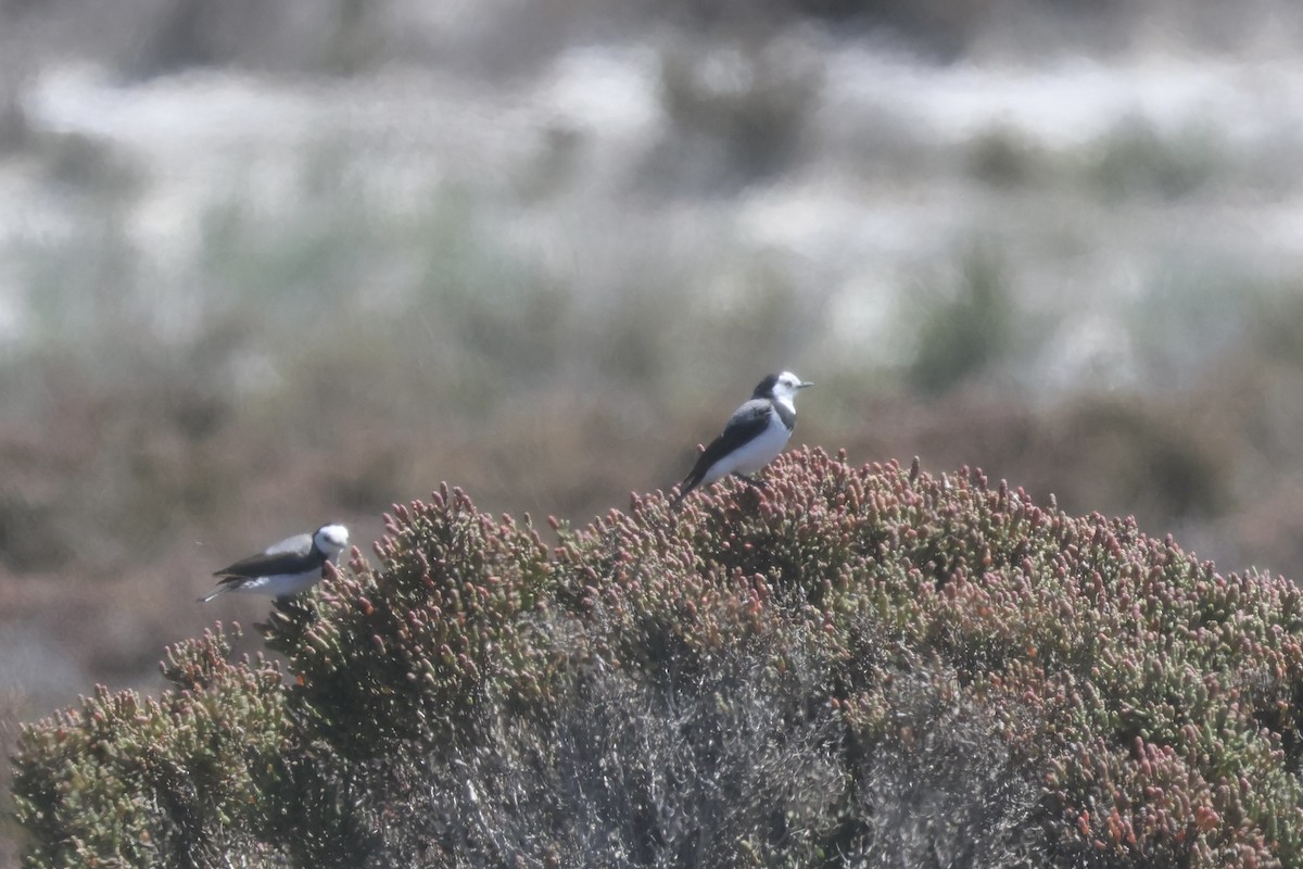 White-fronted Chat - ML647600938