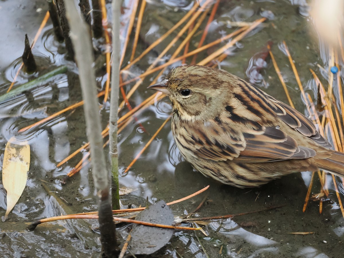 Вівсянка маскова - ML647600940