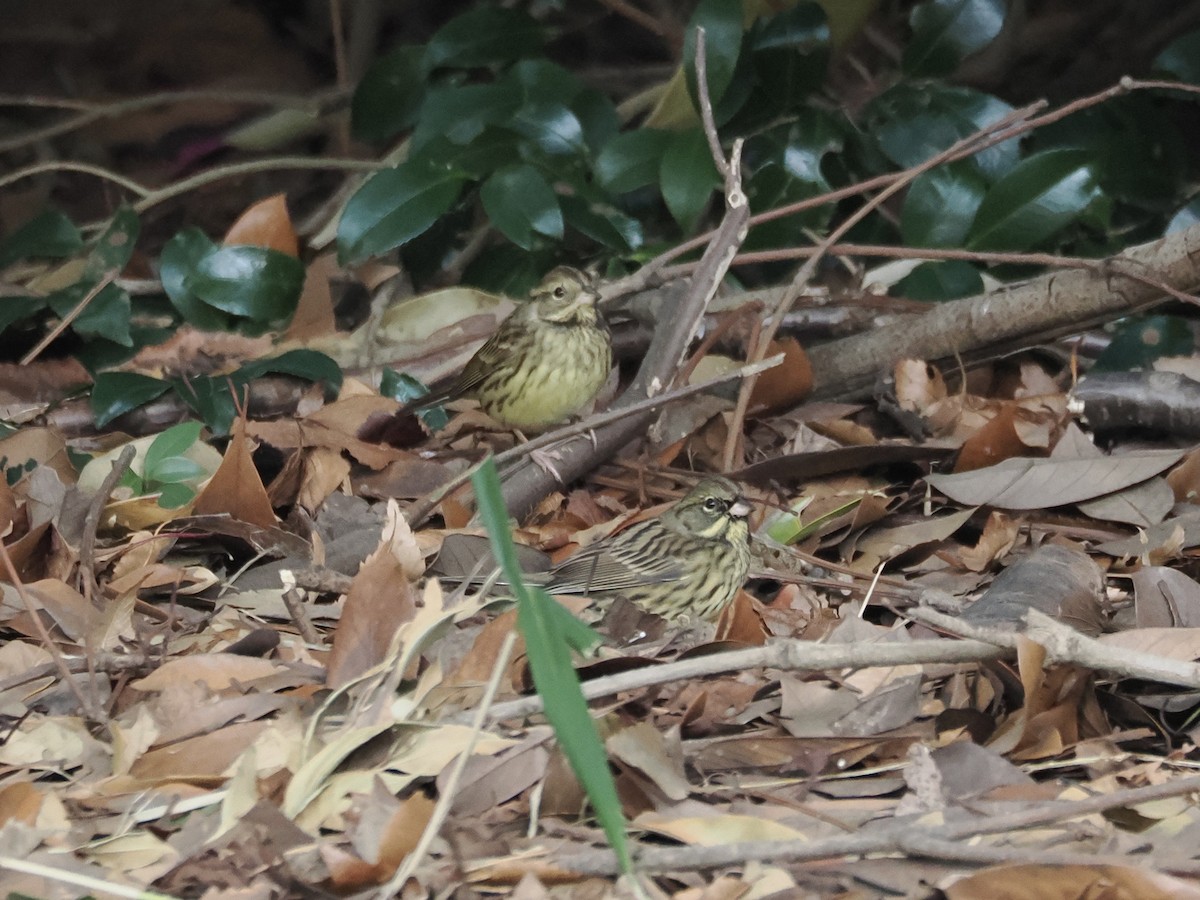 Вівсянка маскова - ML647600942